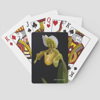 Paphiopedilum Exul Poker Cards