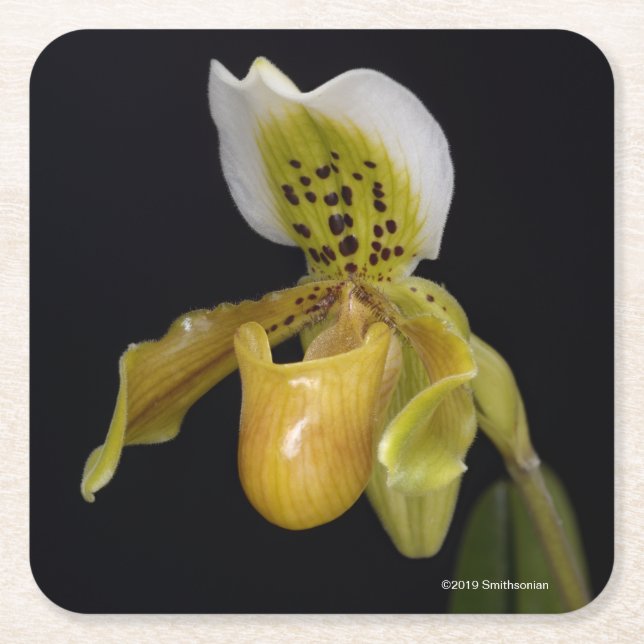 Paphiopedilum Exul Square Paper Coaster (Front)