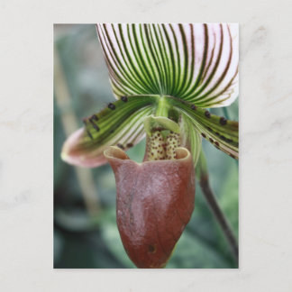 Paphiopedilum lady slipper orchid flower postcard