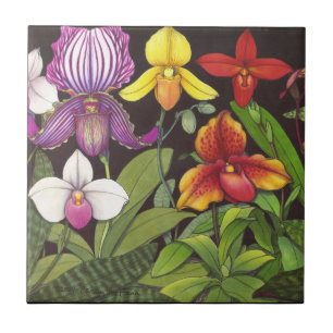 Paphiopedilum Lady Slipper Orchids Tile