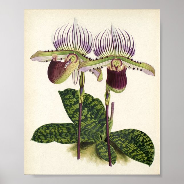Paphiopedilum lawrenceanum poster (Front)
