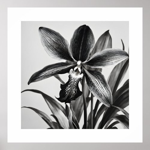 Paphiopedilum Orchid Modern Monochromatic Art Poster