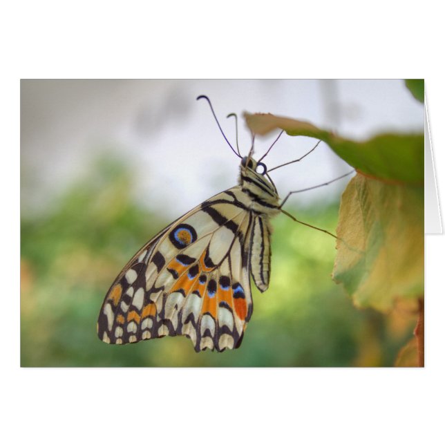 Papilio demoleus (Front Horizontal)