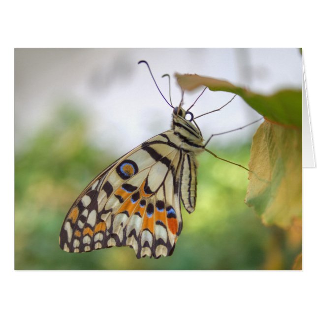 Papilio demoleus cards (Front Horizontal)
