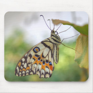 Papilio demoleus mouse pad