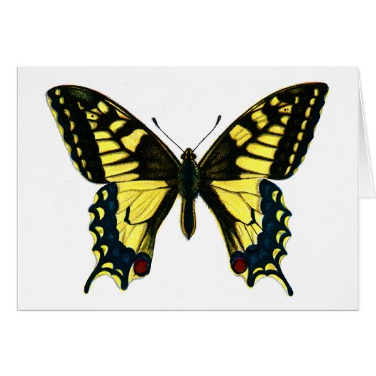 Papilio machaon cards (Front Horizontal)