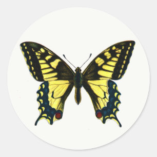Papilio machaon - Old World Swallowtail Butterfly Classic Round Sticker