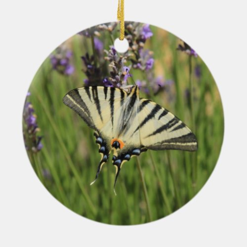 Papilio machaon on flowering lavender ornament