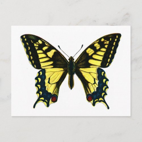 Papilio machaon postcard