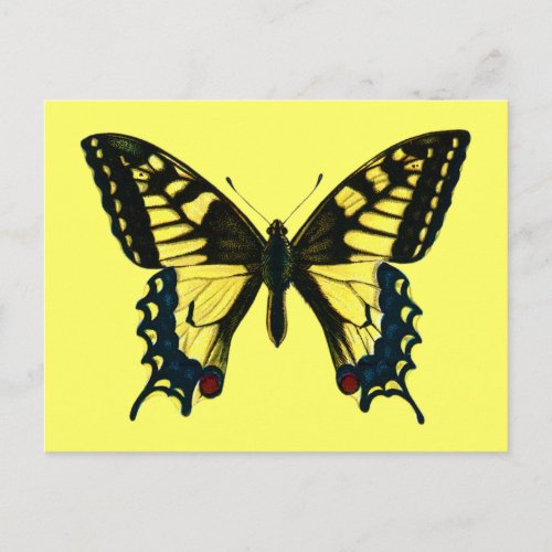 Papilio machaon postcard
