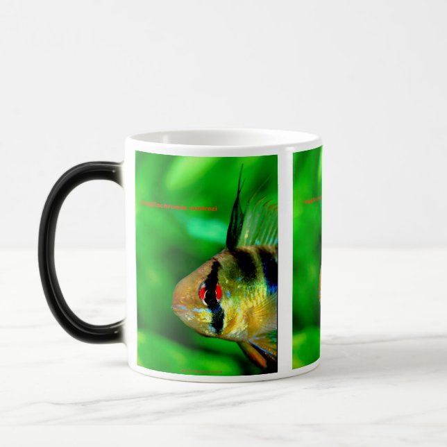 Papiliochromis ramirezi color morph mug  (Left)