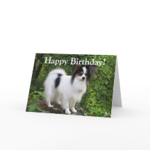 Papillon Birthday or Greeting Card