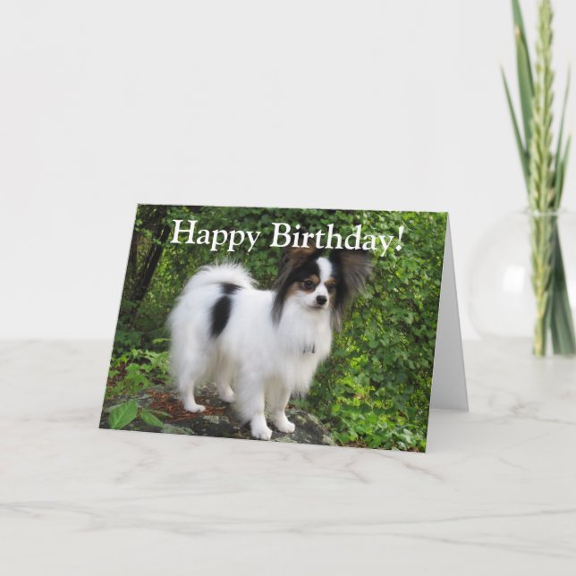 Papillon Birthday or Greeting Card (Front)