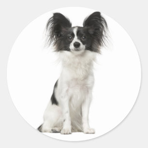 Papillon Black And White Puppy Dog - Love Puppies Classic Round Sticker