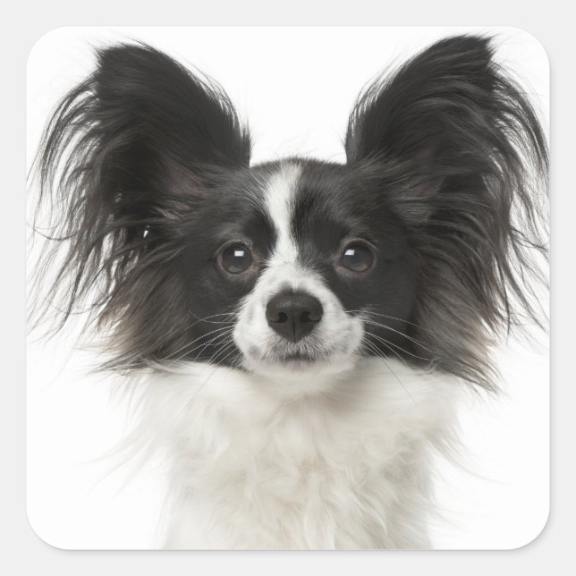 Papillon Black And White Puppy Dog - Love Puppies Square Sticker (Front)