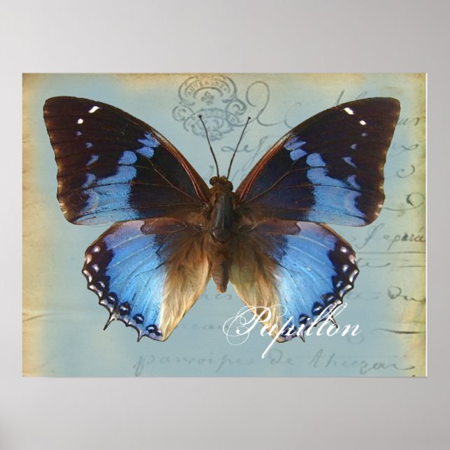 Papillon bleu poster (Front)