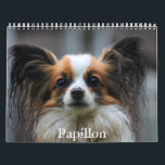 Papillon Calendar<br><div class="desc">A Calendar with 12 different pictures of Papillon</div>