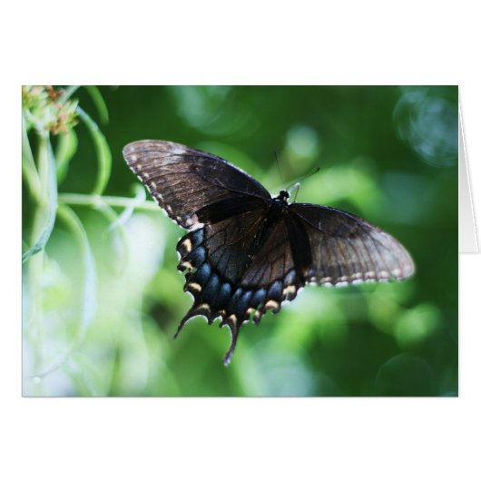 "papillon de jardin" by Larry Coressel (Front Horizontal)