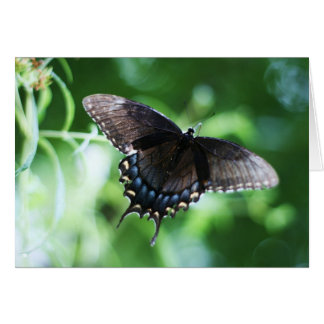 "papillon de jardin" by Larry Coressel Cards