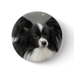 Papillon Dog  Button