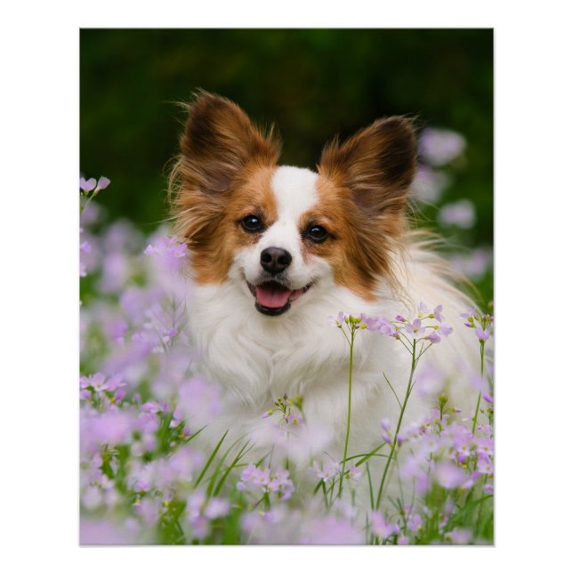 Papillon Dog Cute Romantic Portrait Photo - Poster (Front)