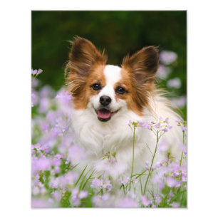 Papillon Dog Cute Romantic Portrait Photo - Print