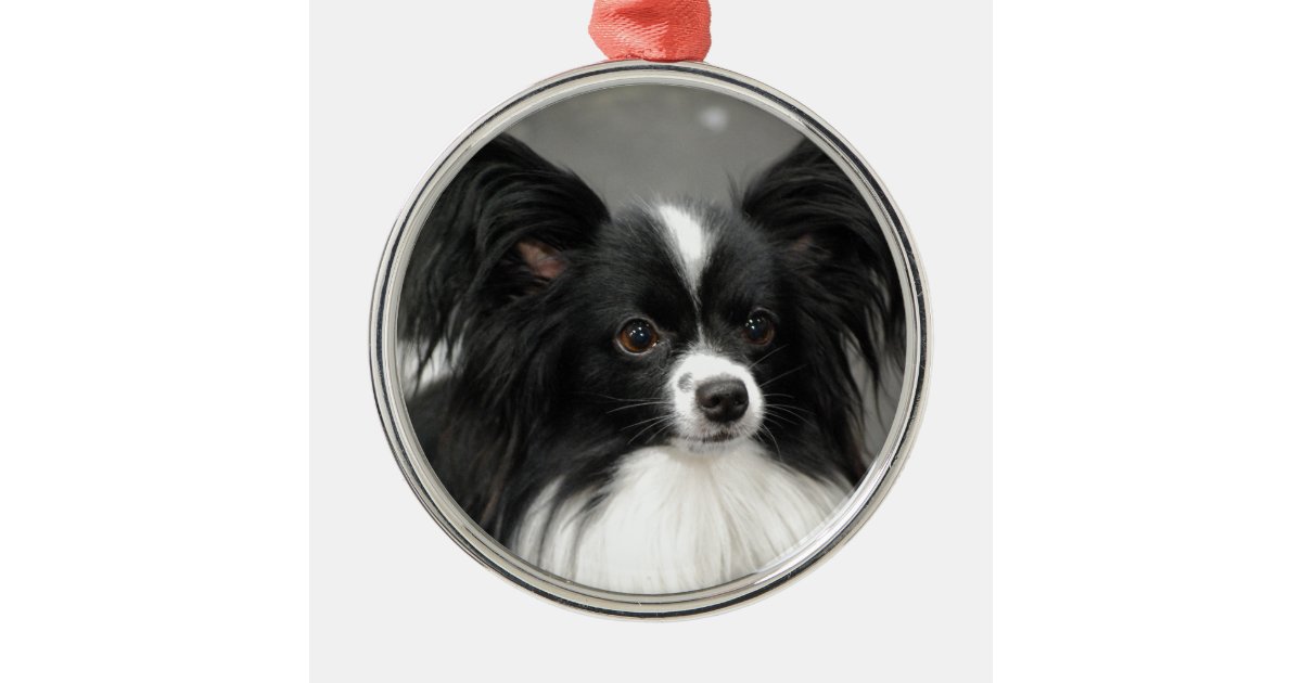Black and White Papillon Dog Zip Pouch