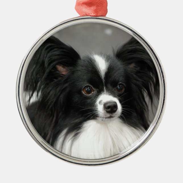 Papillon Dog  Ornament (Front)