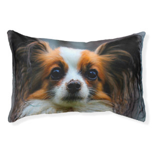 Papillon Dog. Pet Bed