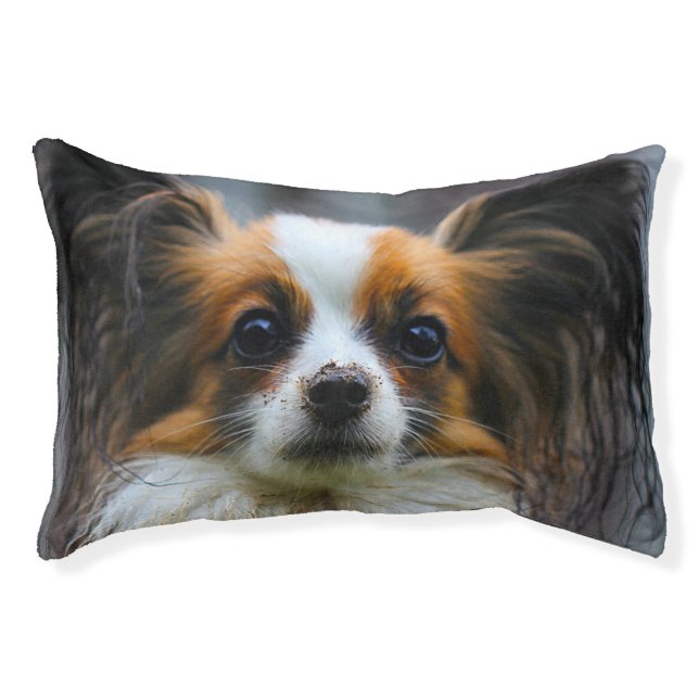Papillon Dog. Pet Bed (Front)