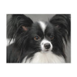 Papillon Dog  Postcard