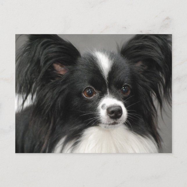 Papillon Dog  Postcard (Front)