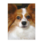 Papillon Dog Postcard