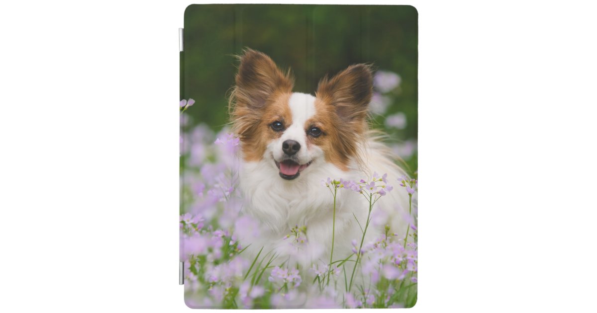 Papillon Dog Romantic Portrait Gadget Case Ipad Smart Cover Zazzle Com The papillon / phalène archive is home to 39084 dogs. papillon dog romantic portrait gadget case ipad smart cover zazzle com