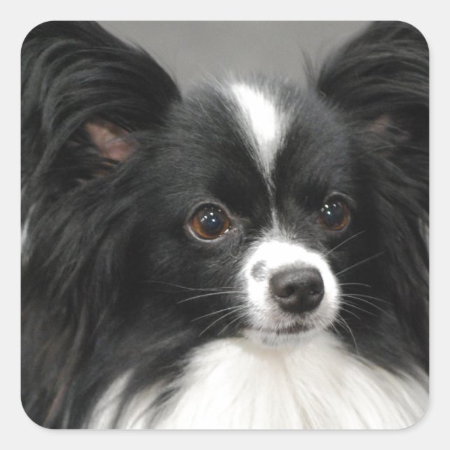Papillon Dog  Stickers (Front)
