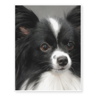 Papillon Dog Temporary Tattoos