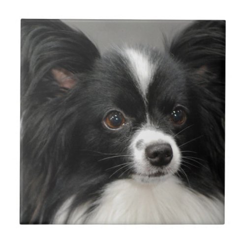 Papillon Dog Tile