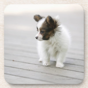 Papillon Drink Coaster
