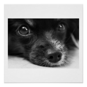 papillon face poster