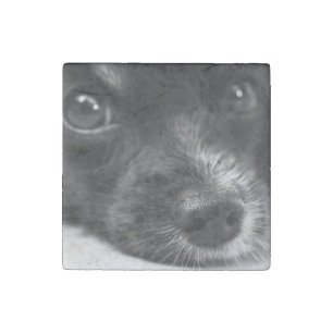 papillon face stone magnet