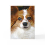 Papillon Greeting Card