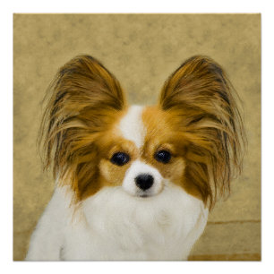 Clau papillon fashion puppies