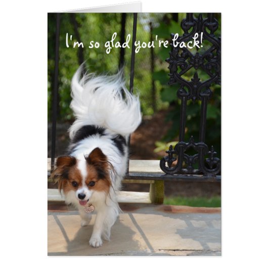 Papillon I'm so Glad You're Back Cards (Front)