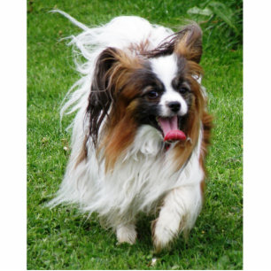 Papillon_in motion cutout