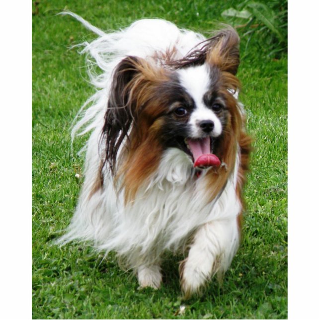 Papillon_in motion cutout (Front)
