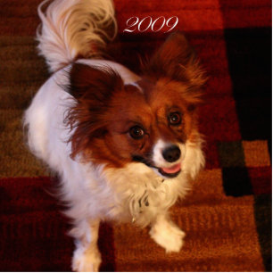 Papillon (Maggie Mae) Ornament