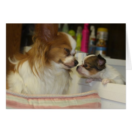 Papillon Mom and Baby Cards (Front Horizontal)