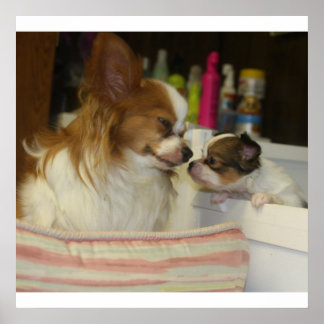 Papillon Mom and Baby Poster