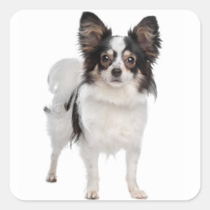 Papillon Puppy Dog - Love Puppies Square Sticker