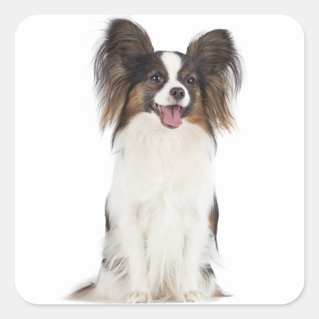 Papillon Puppy Dog - Love Puppies Square Sticker (Front)